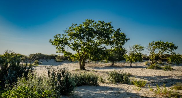 Den Haag Zee van Ruimte - Natuur beleven in Den Haag
