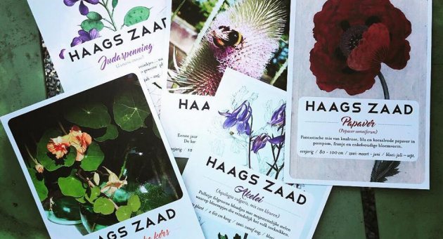 Haags zaad