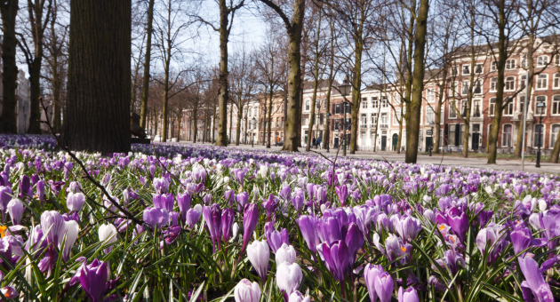 Krokussen in bloei op Lange Voorhout in Den Haag
