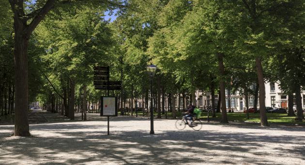 Lange Voorhout het schelpenpad met de mooie bomenrij