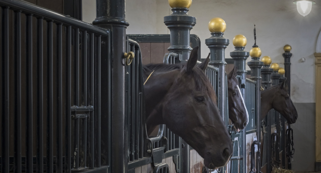 Een paard in de koninklijke stallen
