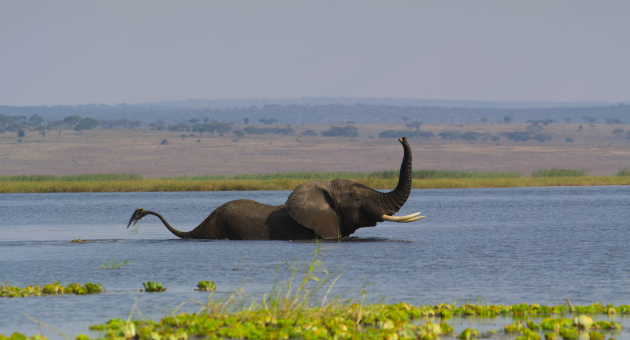Een olifant in een meer 
