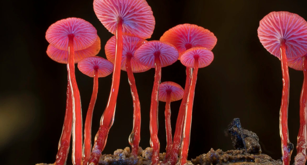 Roze Fungi plant van onderaf vastgelegd