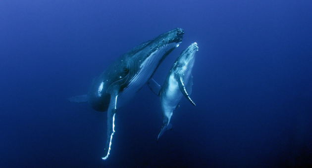 Walvissen in de oceaan