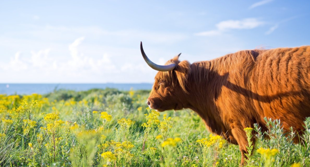 Schotse Hooglander in het Westduinpark 