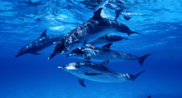 Call of the Dolphins