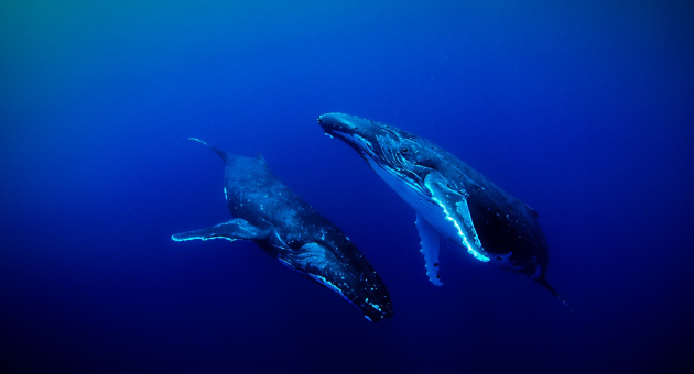 Sounds of the Ocean
