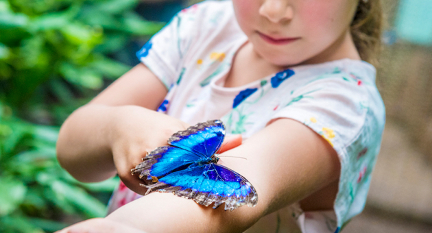 Een meisje met een blauwe vlinder op haar arm