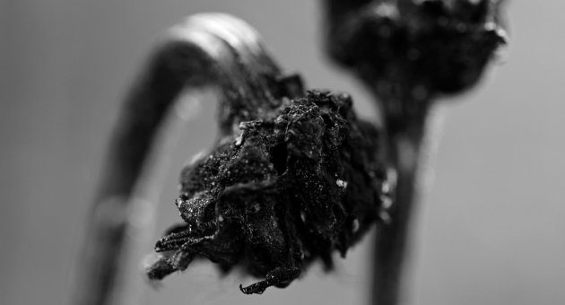 Close-up zwart-witfoto van verdorde bloem