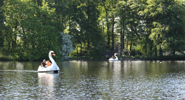 Zwaan-waterfietsen op het water in groen park.