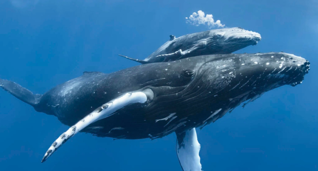 De Walvis beschermer van de oceanen