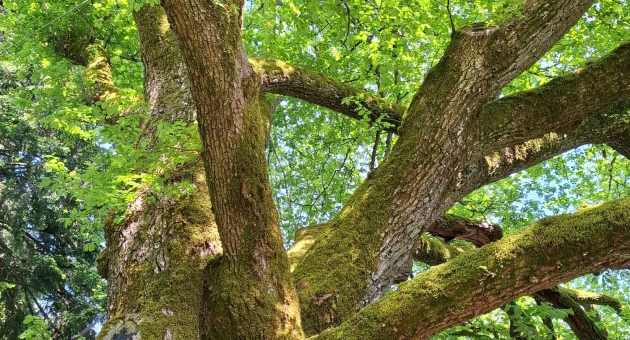 Evolutie van de bomen