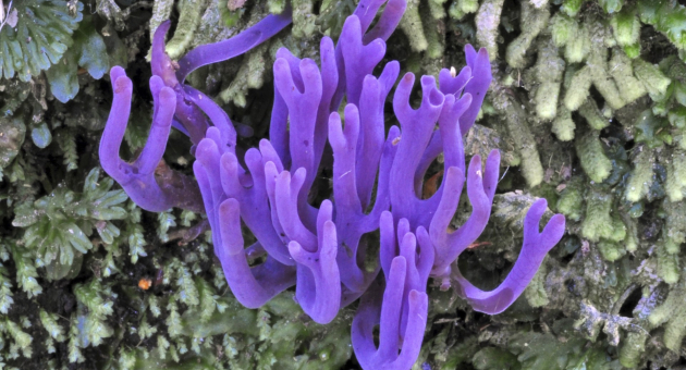 Museon Omniversum paarse-koraalzwam