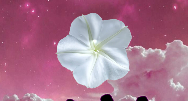 Poster Maanbloem op magische roze heelal achtergrond wat past bij de gelijknamige voorstelling van Bandera Latina.