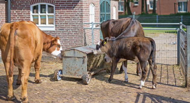 Stadsboerderij 't Waaygat Scheveningen