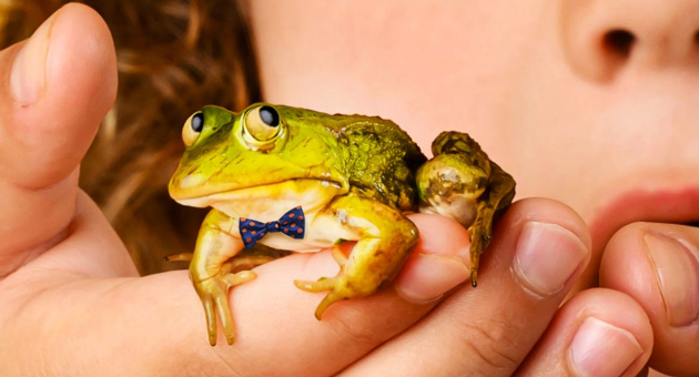 Een close-up foto van een kikker met een blauw strikje met oranje stippen in de hand van een kind met rood krullend haar. De kikker kijkt zenuwachtig. 