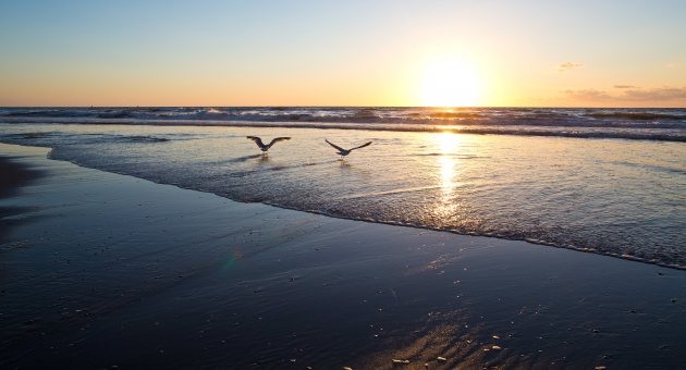 Twee meeuwen boven de zee op het Kijkduinse strand bij zonsondergang.