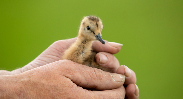 Een jonge vogel wordt vastgehouden in een hand.