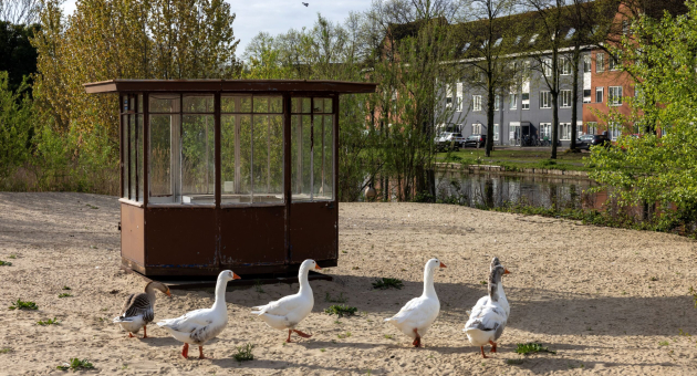 Vijf zwanen lopen langs een kiosk op een zandgrond met bomen op de achtergrond.