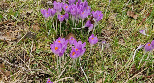 Groep paarse krokussen bloeien in het gras