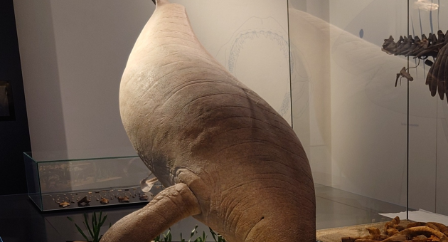 Een taxidermie Doejong op een tafel met planten.