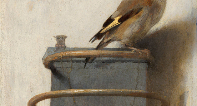 Een vink zit op een houten standaard met een ring.