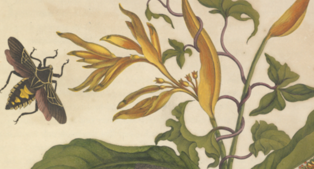 Illustratie van een groene tak met gele bloemen waar een insect op afvliegt.