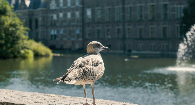 Een jonge meeuw staat naast de Hofvijver in Den Haag.