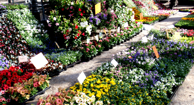Geraniummarkt Lange Voorhout