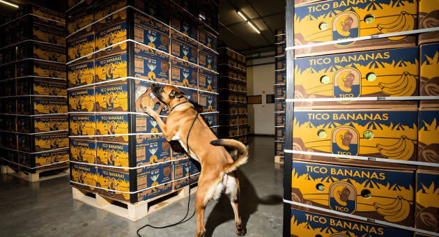 Speurhond snuffelt aan stapels bananendozen in een opslagruimte, op zoek naar verboden goederen.