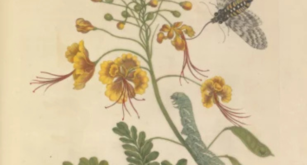 2-en-3.-zomerrondleiding-kb-en-expo-flora-mundi.png