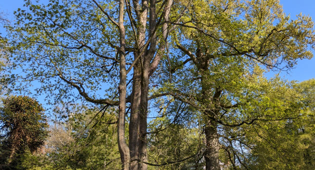 bomen-in-het-park-pxl_20260418_152141461.jpg