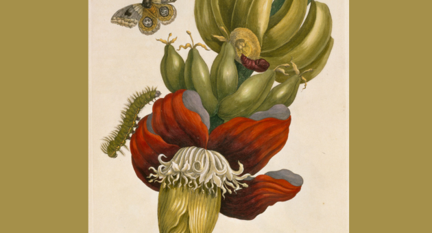 dh-finissage-expo-flora-mundi-(1600-x-1200-px.png