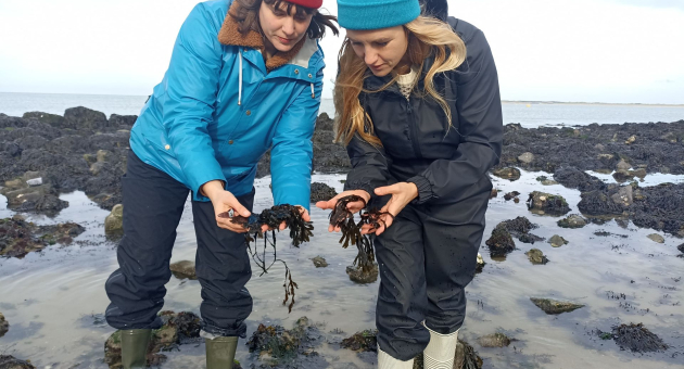 Twee vrouwen zoeken zeewier op een rotsachtig strand