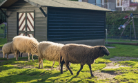 Schapen in de wei van Stadsboerderij 't Beestenspul
