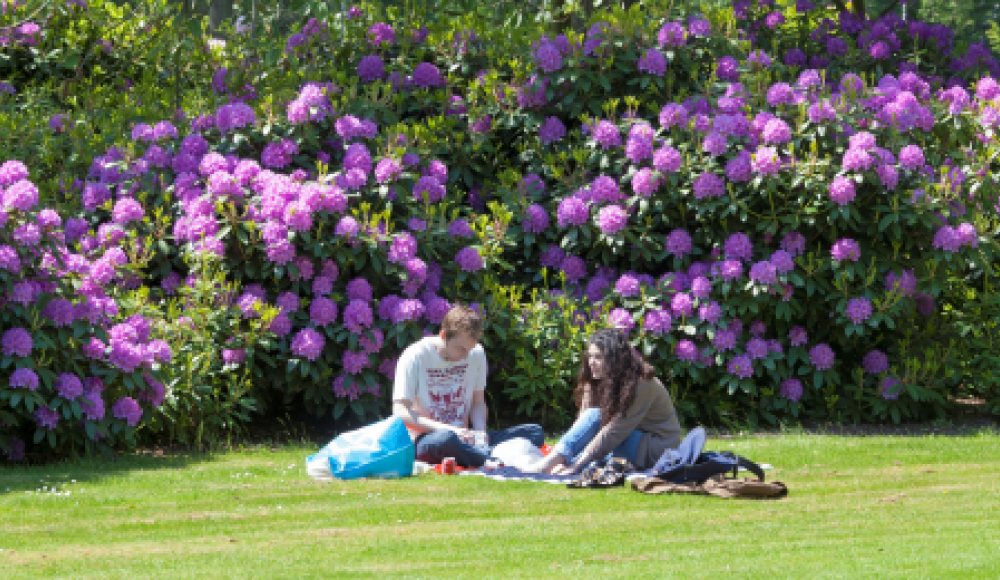 Picknick Rozentuin Westbroekpark Picknick Rozentuin Westbroekpark
