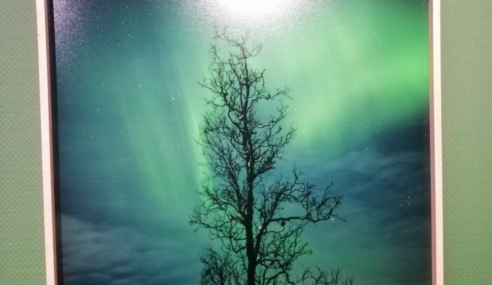 Noorderlicht Northernlights bos Borealis Noorderlicht Northernlights bos Borealis