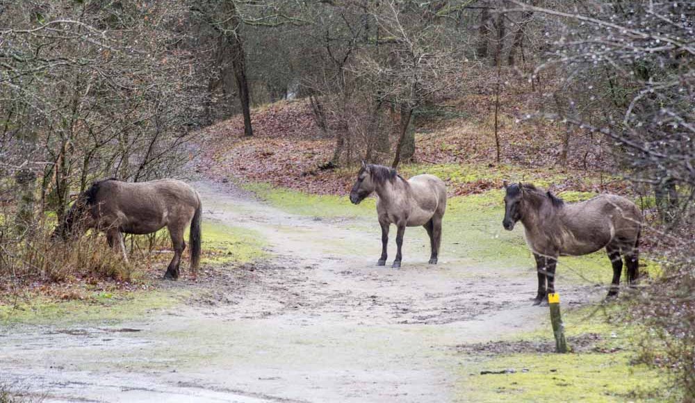 Paarden in de duinen