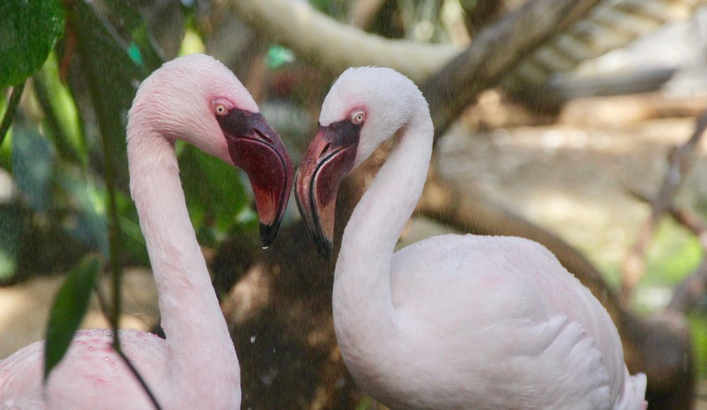 Flamingo Avonturia de Vogelkelder