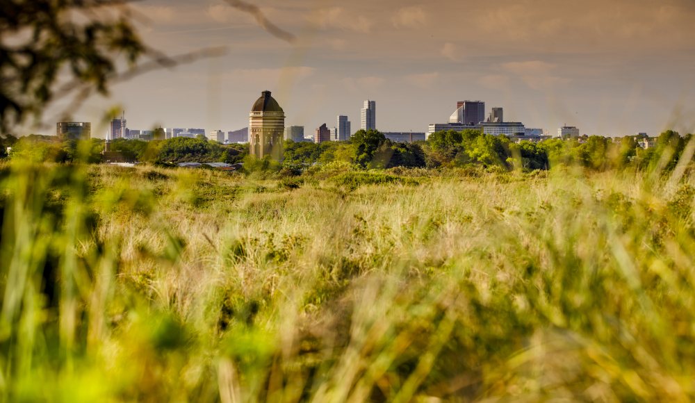 Avondwandeling duingebied Oostduinen-Harstenhoek
