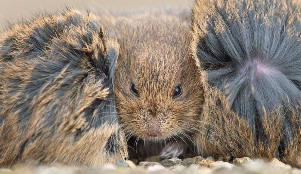 De Groene Camera 2022 De beste natuurfoto's uit Nederland en België De Groene Camera 2022 De beste natuurfoto's uit Nederland en België