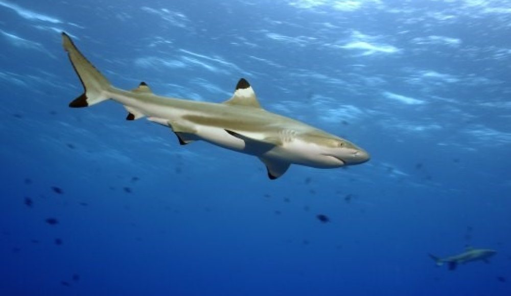 Haai SEA LIFE Haai SEA LIFE