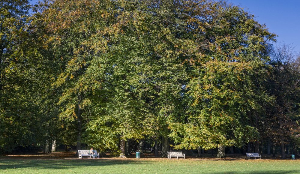 Malieveld bankjes herfst