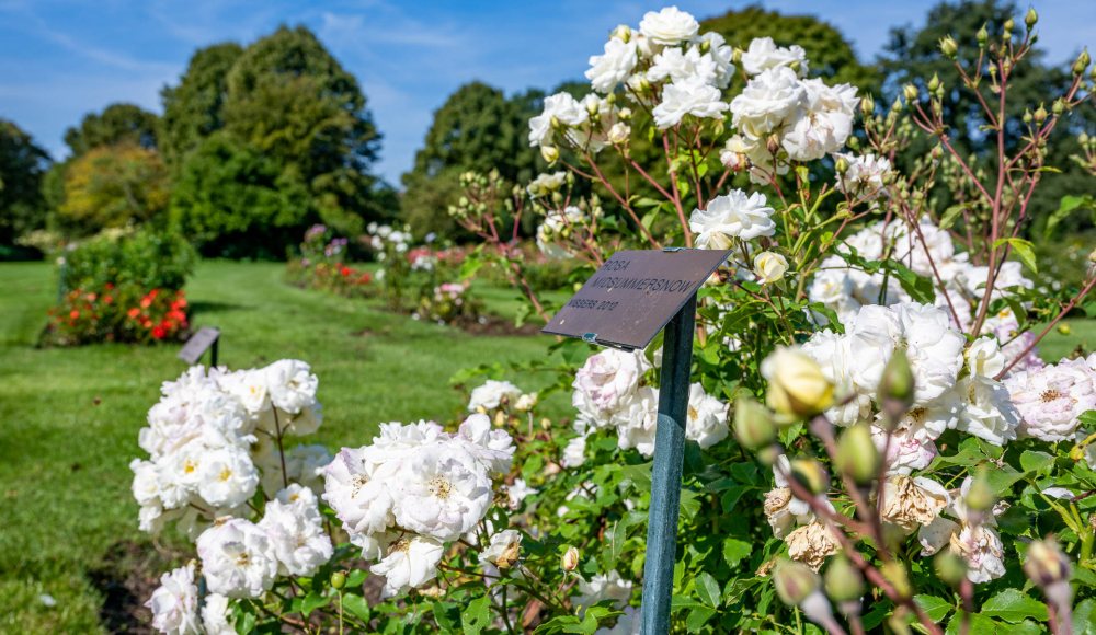 Rosarium Westbroekpark