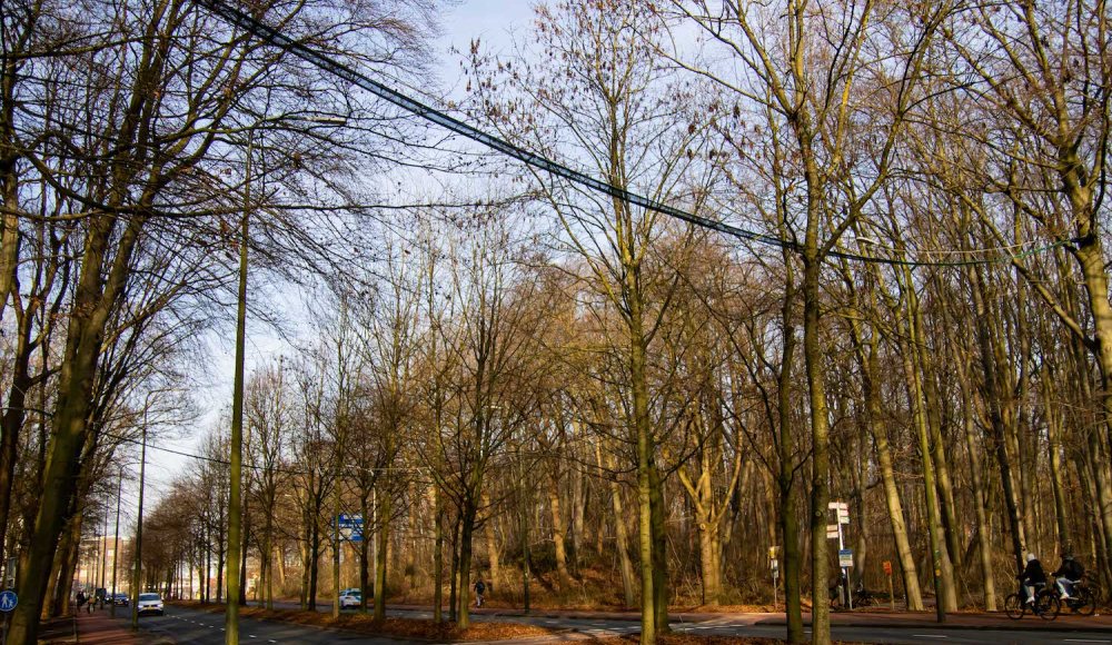 De tweede Eekhoornbrug voor eekhoorns en boommarters (c) Mark Kras De tweede Eekhoornbrug voor eekhoorns en boommarters (c) Mark Kras