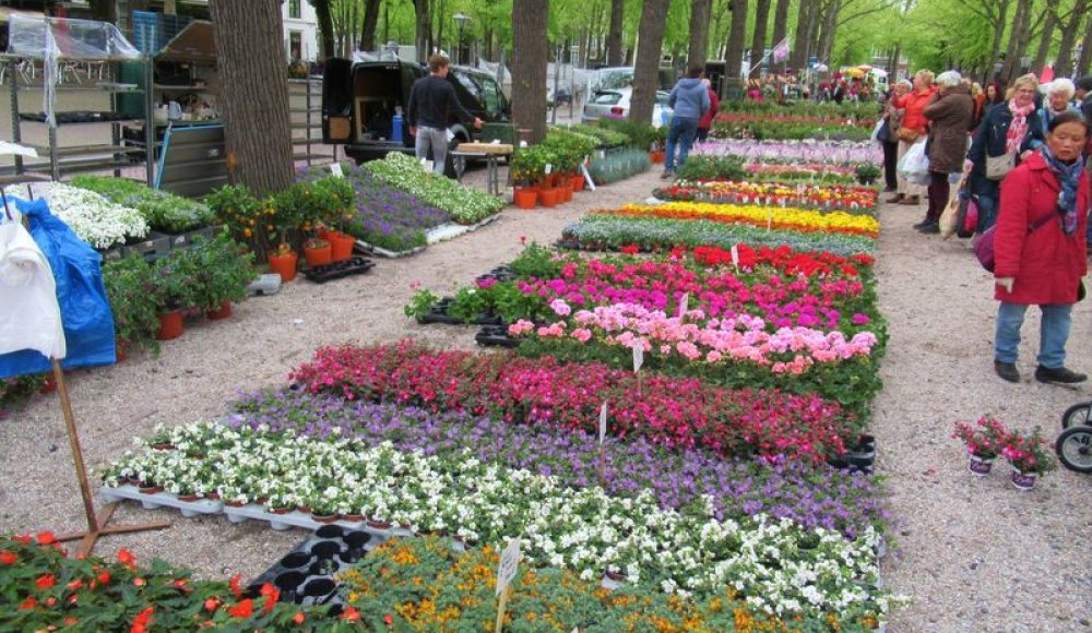 Geraniummarkt