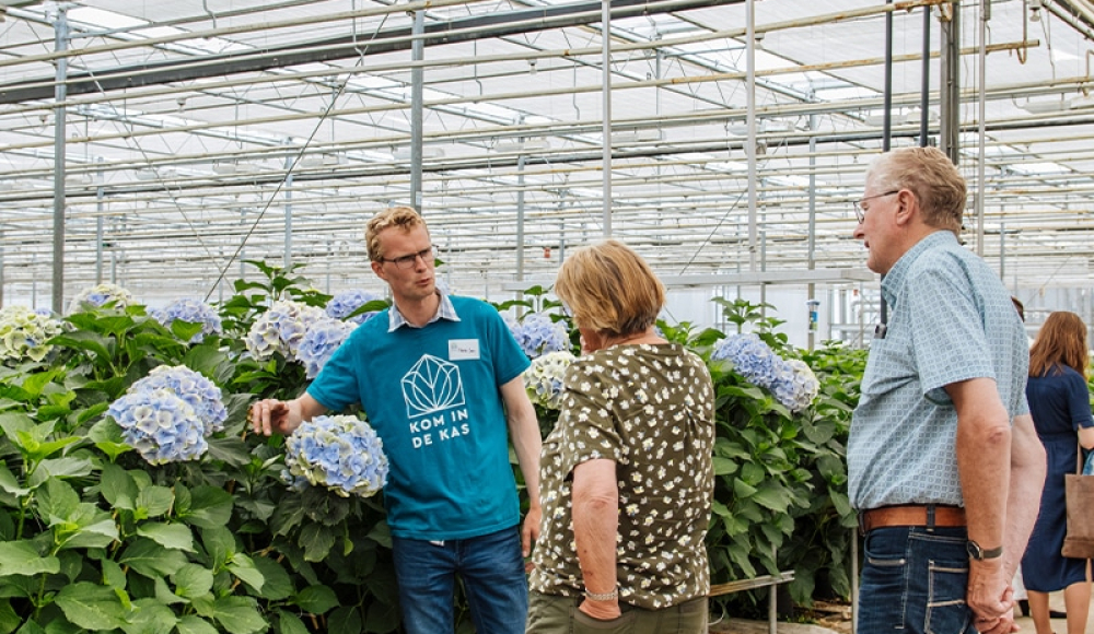 Bezoekers krijgen uitleg in een kas vol hortensia's