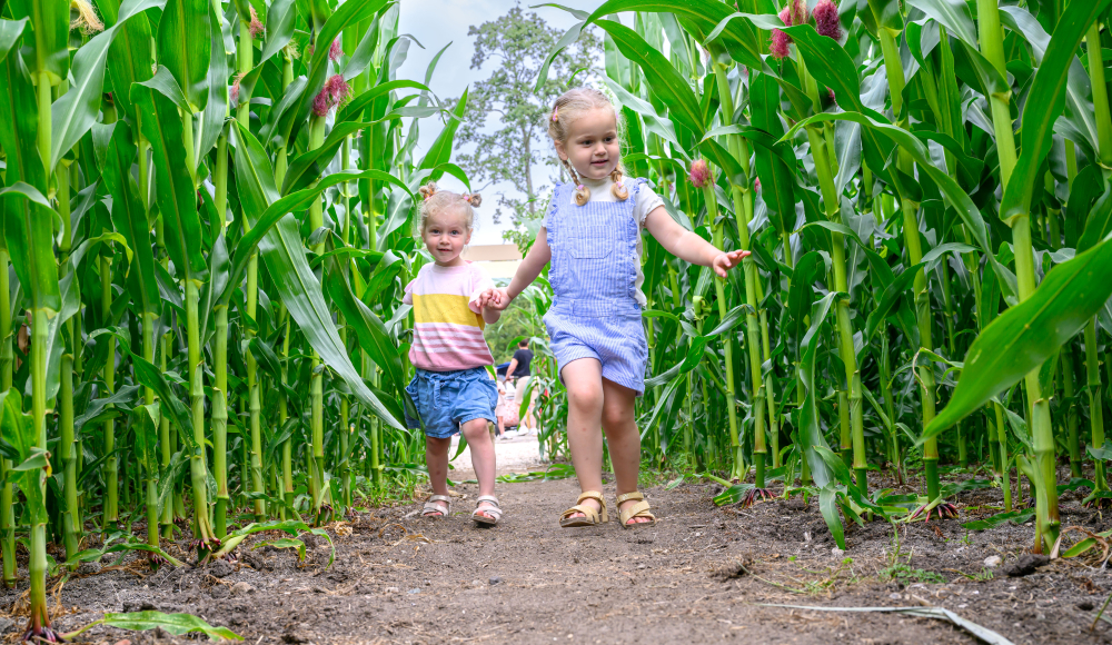 Twee jonge kinderen rennen door een maisdoolhof