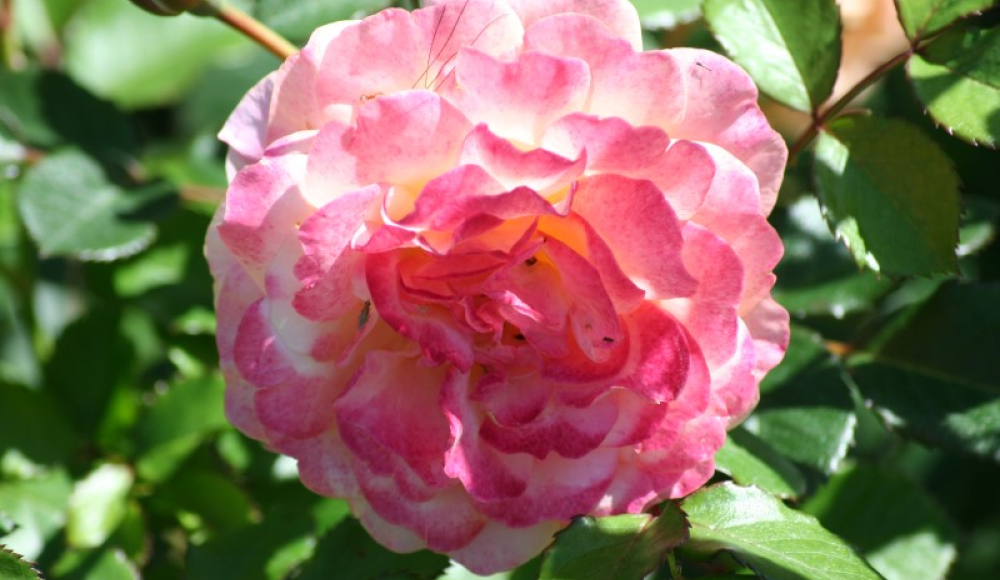 Roos Peach Melba vol in bloei tijdens Rozenconcours 2025 Westbroekpark Roos Peach Melba vol in bloei tijdens Rozenconcours 2025 Westbroekpark