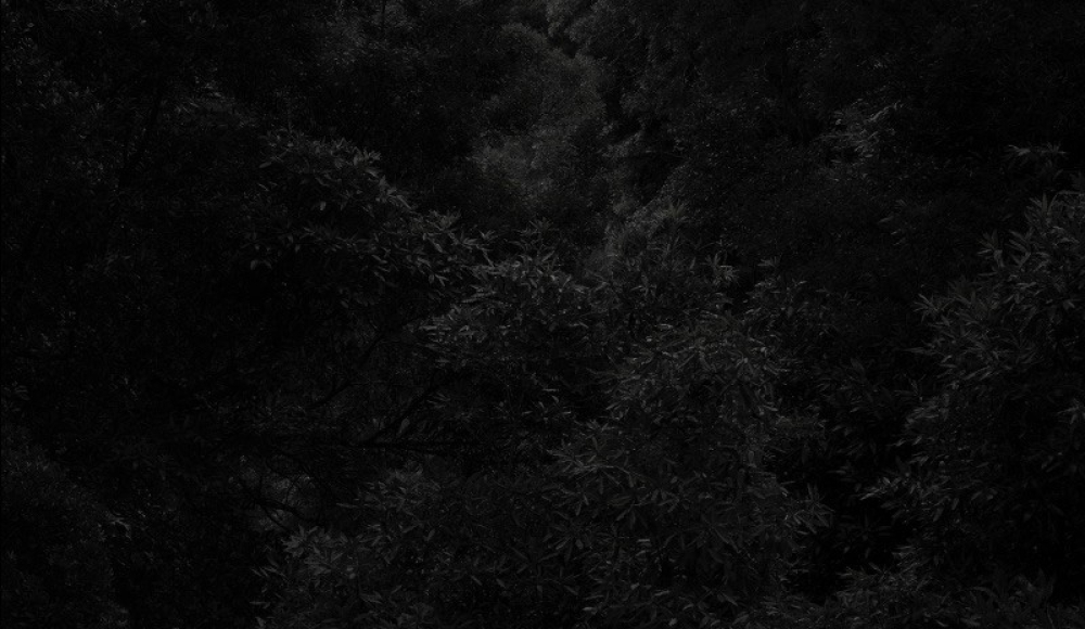 Azores Flores Forest bij Vincent van Gaalen